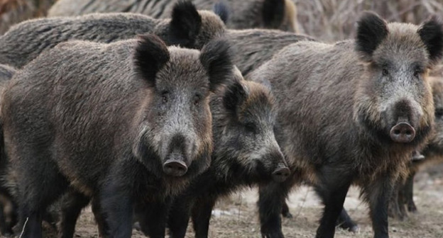 Кабаны. Фото http://kbrria.ru/