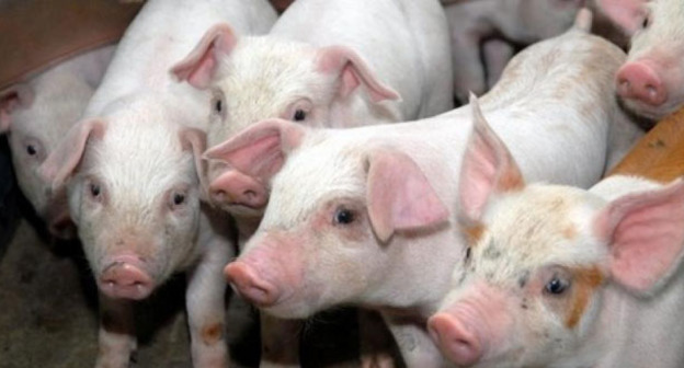 Свиньи. Фото: Иван Журавлев / Югополис
