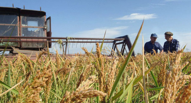 Уборка урожая риса. Фото http://krasnodar.grainboard.ru/