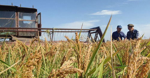 Уборка урожая риса. Фото http://krasnodar.grainboard.ru/