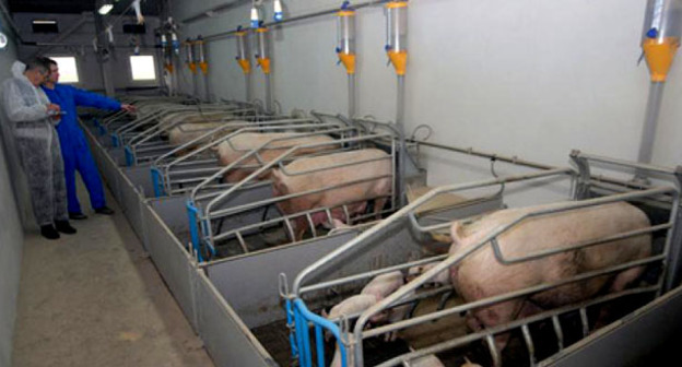 Свиноферма. Фото: Иван Журавлев / Югополис