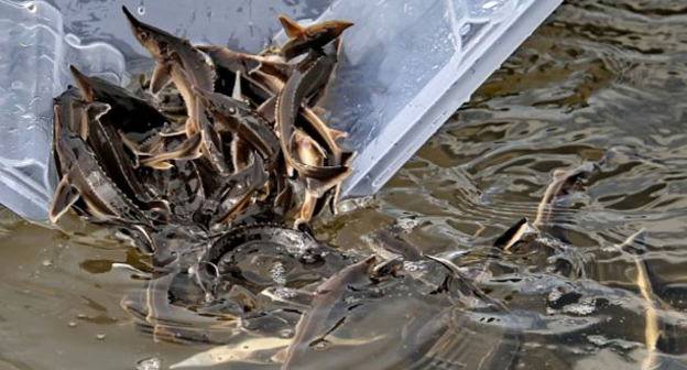 Мальки русского осетра. Фото http://www.vestikavkaza.ru/news/V-Terek-vypustili-43-tys-malkov-russkogo-osetra.html