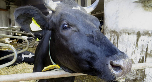 Корова. Фото пользователя Alper Çuğun https://www.flickr.com