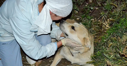 Волонтер с бездомной собакой. Фото Светланы Кравченко для "Кавказского узла"