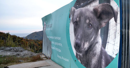 Рекламный щит приюта для собак. Фото Светланы Кравченко для "Кавказского узла"