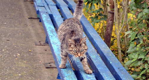 Кот в Сочи. Фото Светланы Кравченко для "Кавказского узла"