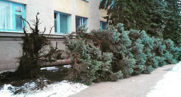 Вырванное ветром дерево в Ставрополе http://bloknot-stavropol.ru/news/razbushevavshiysya-veter-sorval-kryshi-zdaniy-i-vy-796321