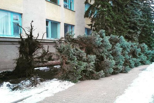 Вырванное ветром дерево в Ставрополе http://bloknot-stavropol.ru/news/razbushevavshiysya-veter-sorval-kryshi-zdaniy-i-vy-796321