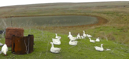 осушенное озеро за хутором Волна, откуда люди брали воду для скота. Фото Анны Грицевич для "Кавказского узла"
