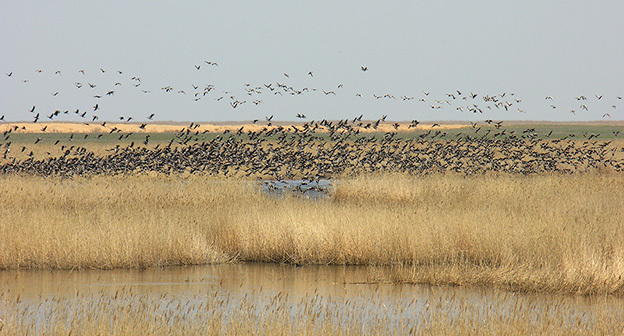 участок заповедника "Дагестанский" «КИЗЛЯРСКИЙ ЗАЛИВ». Фото: Джамирзоев Г.С. http://www.dagzapoved.ru/sites/default/files/kizlyar_photo2.jpg