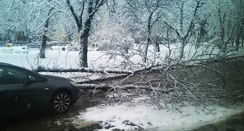 Мокрый снег повалил деревья. фото: "Автомобильный Краснодар"