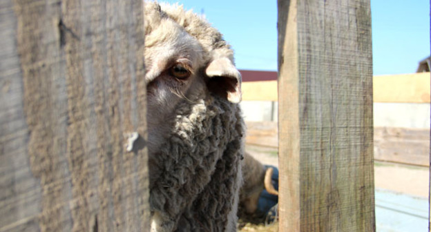 Жертвенный баран. Фото Магомеда Магомедова для "Кавказского узла"