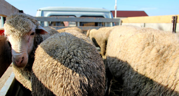 Жертвенные бараны. Фото Магомеда Магомедова для "Кавказского узла"