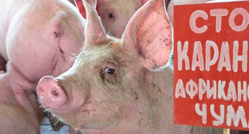 Объявление о  карантине по африканской чуме свиней. Фото http://163gorod.ru/event/24219431-karantin-po-afrikanskoy-chume-sviney-snyat-v-volgogradskoy-oblasti