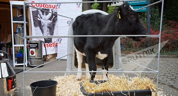 Корова в минизагоне. Фото © Sputnik / Alexander Imedashvili
http://sputnik-georgia.ru/russia/20161227/234359737/Rossija-zapretila-vvoz-iz-Gruzii-krupnogo-rogatogo-skota.html