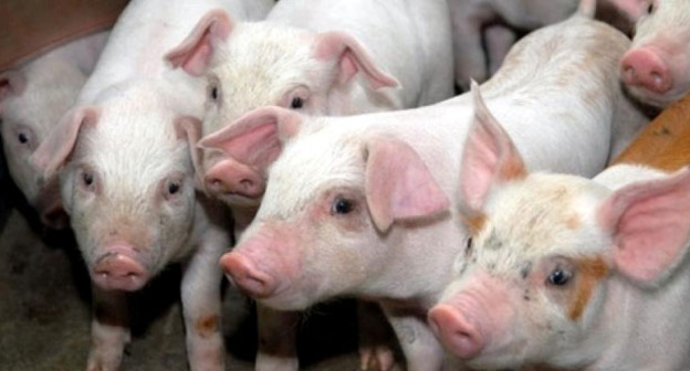 Свиньи. Фото: Иван Журавлев / Югополис