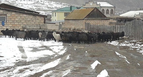 Овцы в ауле Учкулан. 10 февраля 2016 года. Фото Аси Капаевой для "Кавказского узла" 