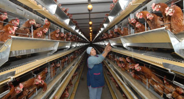 Птицефабрика. Фото: Иван Журавлев / Югополис