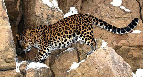 Переднеазиатский леопард. Фото http://green-city.su/﻿russkie-zapovedniki-v-kino/