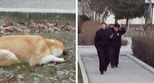 Убитая в районе Медакадемии собака и сотрудники полиции. Фотоколлаж со страницы движения "Зоолайф" в Instagram, Instagram.com/zoolife05/