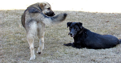 Бездомные собаки. Фото Вячеслава Ященко для "Кавказского узла"
