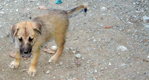 Бездомный щенок. Фото Светланы Кравченко для "Кавказского узла"