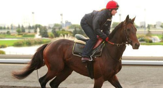 Скакун Михаил Глинка, принадлежащий Рамзану Кадырову, на скачках Pattison Canadian International Stakes в Канаде. Фото: www.woodbineentertainment.com