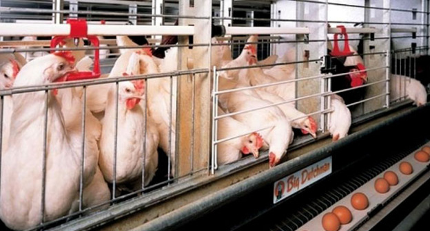 Птицефабрика. Фото http://www.yugopolis.ru