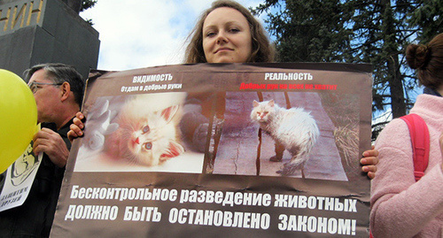 Плакат участницы пикета в защиту животных
Фото Константина Волгина для "Кавказского узла"  