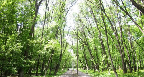 Новочеркасская роща "Красная весна". Фото http://cityug.ru/news/1845