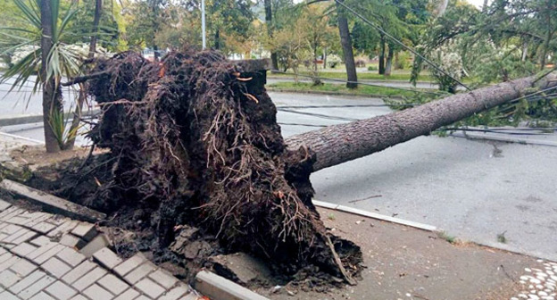 Ураган повалил деревья в Сухуме. 23 апреля 2017 г. Фото: Sputnik/Томас Тхайцук