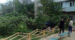Тополь высотой с 8-этажный дом упал в одном из дворов в Волгограде. Фото Алексея Леонтьева, https://vk.com/ghest_volgograd