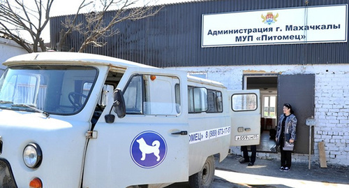Питомник для бродячих собак в Махачкале. Фото http://www.riadagestan.ru/news/makhachkala/makhachkalinskiy_pitomnik_vypustil_na_volyu_sobak_ne_predstavlyayushchikh_opasnosti_dlya_gorozhan