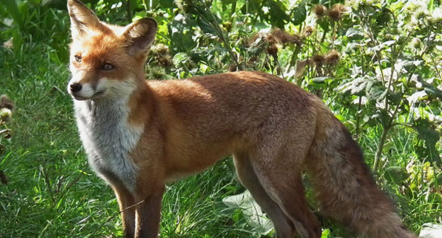 Лисица. Фото: 4028mdk09 https://ru.wikipedia.org/