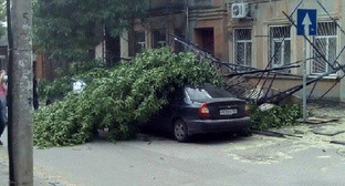 Упавшее дерево во дворе дома в Ростове-на-Дону. Фото из сообщества «Ростов Главный»/Vk.com