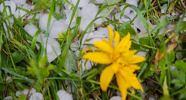 Град. Фото © Sputnik/ Игорь Подгорный
https://sputnik-georgia.ru/incidents/20170529/236135053/Grad-pobil-vinogradniki-v-Kaheti.html