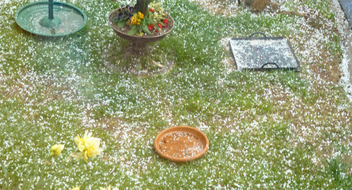 Град. Фото Mara 1 / Hailstones this afternoon. flicker.com