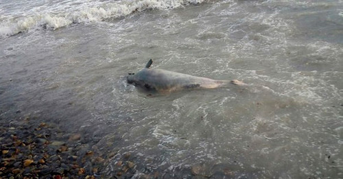 Мертвый дельфин на берегу моря. Фото из группы «Типичная Анапа» «ВКонтакте», vk.com/bestanapa