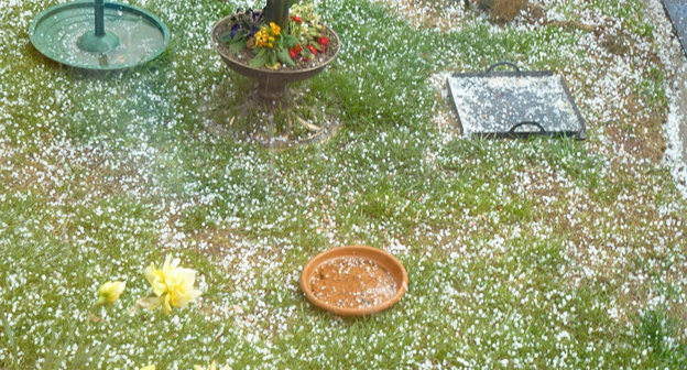 Град в Грузии. Фото CC BY 2.0 / Mara 1 / Hailstones this afternoon
 https://sputnik-georgia.ru/incidents/20170709/236568247/Sela-regiona-Kaheti-postradali-iz-za-silnogo-grada.html