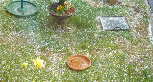 Град в Грузии. Фото CC BY 2.0 / Mara 1 / Hailstones this afternoon
 https://sputnik-georgia.ru/incidents/20170709/236568247/Sela-regiona-Kaheti-postradali-iz-za-silnogo-grada.html