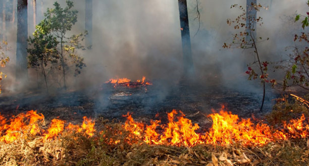 Пожар в лесу. Фото http://www.grozny-inform.ru/news/society/59073/
