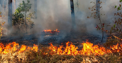 Пожар в лесу. Фото http://www.grozny-inform.ru/news/society/59073/