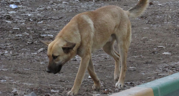 Бездомная собака. Фото Вячеслава Ященко для "Кавказского узла"