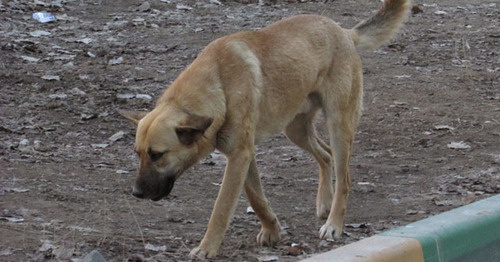 Бездомная собака. Фото Вячеслава Ященко для "Кавказского узла"