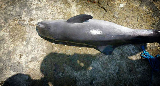 Мертвый дельфин на берегу моря. Фото https://sputnik-georgia.ru/