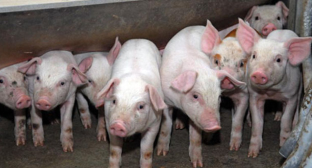 Свиньи. Фото: Иван Журавлев / Югополис