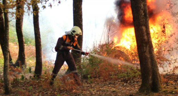 Лесной пожар. Фото: МЧС РФ