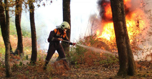 Лесной пожар. Фото: МЧС РФ