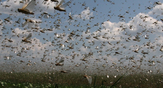 Саранча. Фото www.riadagestan.ru