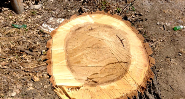 Вырубка деревьев. Фото http://mkala.org/content/novosti/mahachkalintsi-namereni-obratitsya-v-prokuraturu-po-faktu-virubki-derevev-v-gorodskom-parke~23240